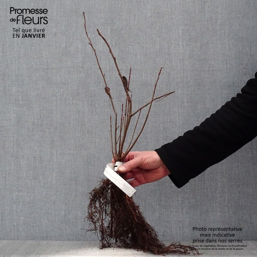 Aronia melanocarpa Bare root sample as delivered in winter