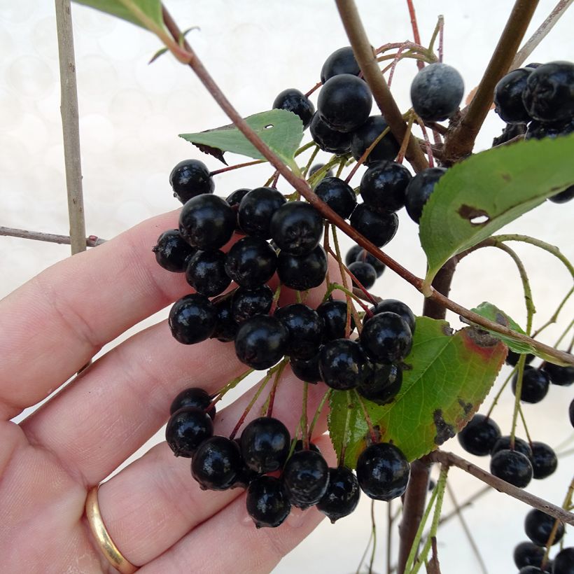 Aronia melanocarpa Autumn Magic (Harvest)