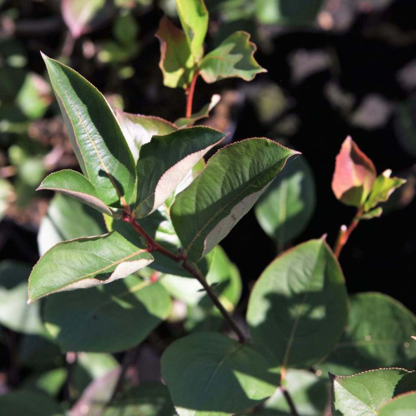 Aronia melanocarpa Autumn Magic (Foliage)