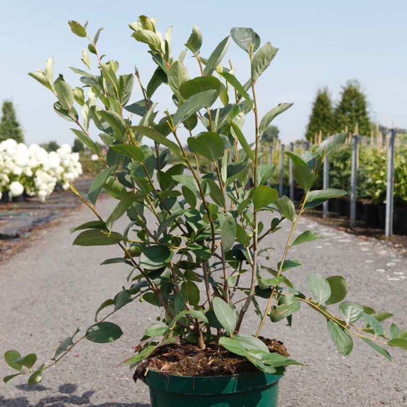 Aronia melanocarpa Autumn Magic (Plant habit)