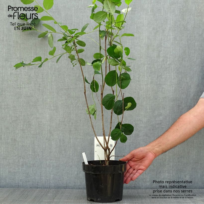 Aronia melanocarpa Autumn Magic 2L/3L pot sample as delivered in summer