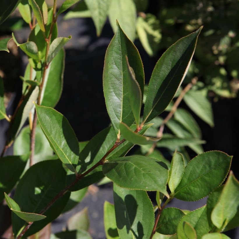 Aronia melanocarpa Hugin (Foliage)