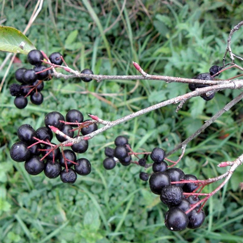 Aronia melanocarpa Professor Ed (Harvest)