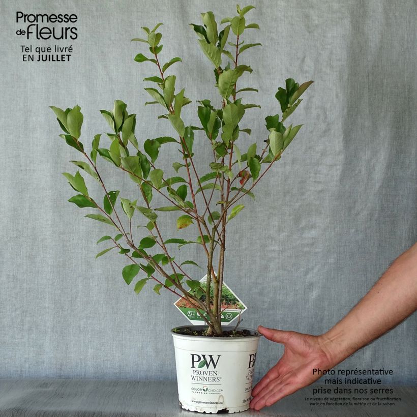 Aronia melanocarpa Revontuli Hedger 3L/4L pot sample as delivered in summer