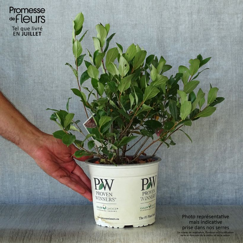 Aronia melanocarpa Revontuli Mound 3L/4L pot sample as delivered in summer
