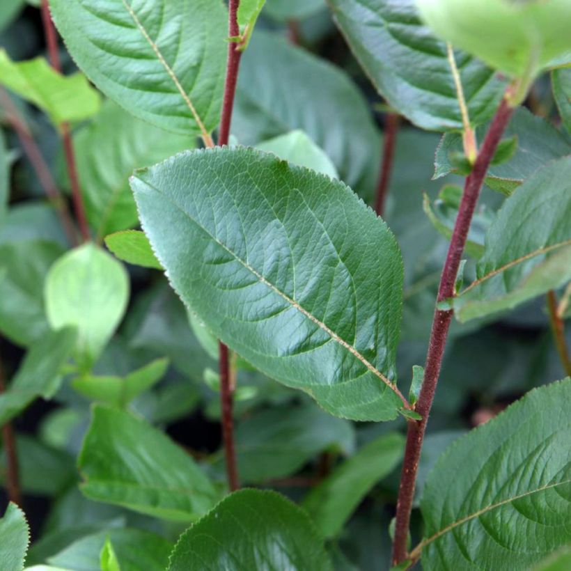 Aronia prunifolia Aron (Foliage)