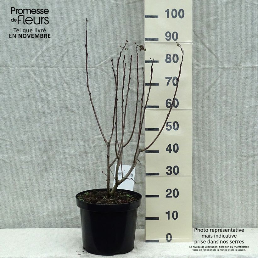 Aronia prunifolia Aron 7.5L/10L pot sample as delivered in autumn
