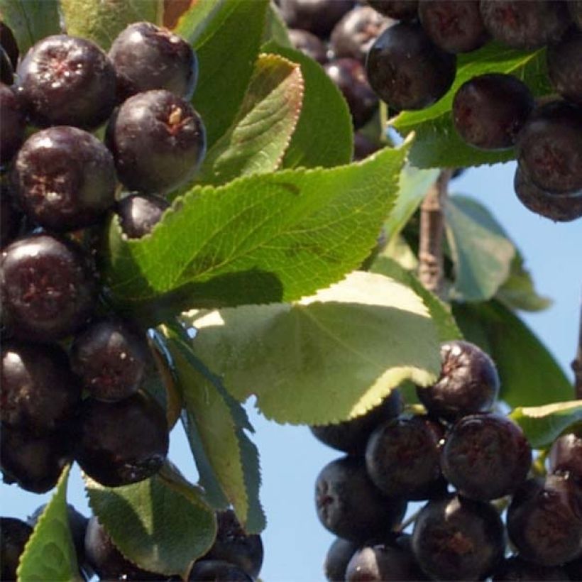 Aronia x prunifolia 'Nero'  (Foliage)