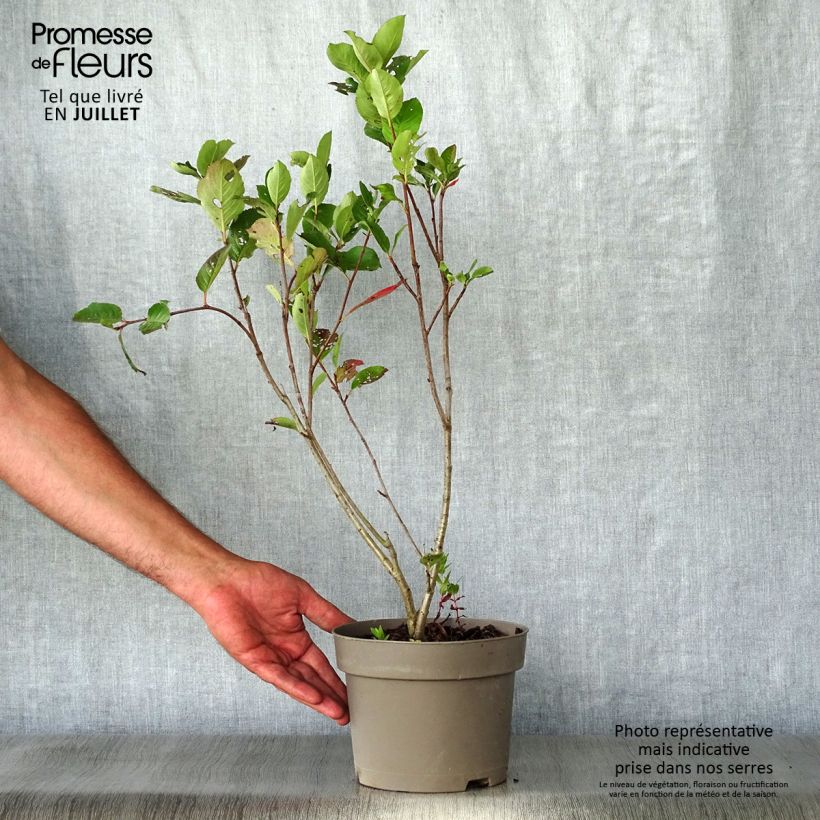 Aronia x prunifolia 'Nero'  1.5L/2L pot sample as delivered in summer
