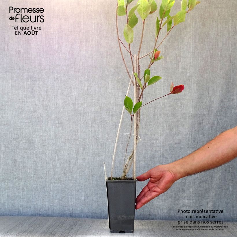 Aronia prunifolia Viking 1.5L/2L pot sample as delivered in summer