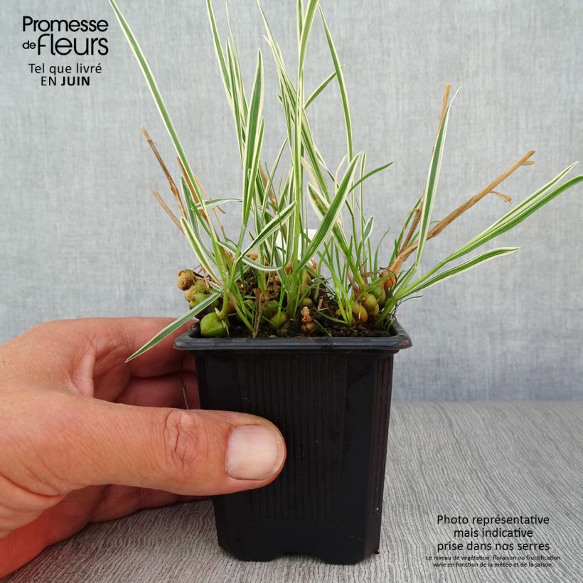 Arrhenatherum bulbosum Variegatum 8/9 cm pot sample as delivered in summer