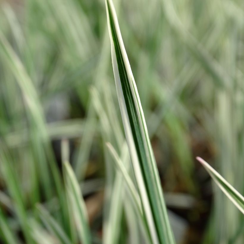 Arrhenatherum bulbosum Variegatum (Foliage)