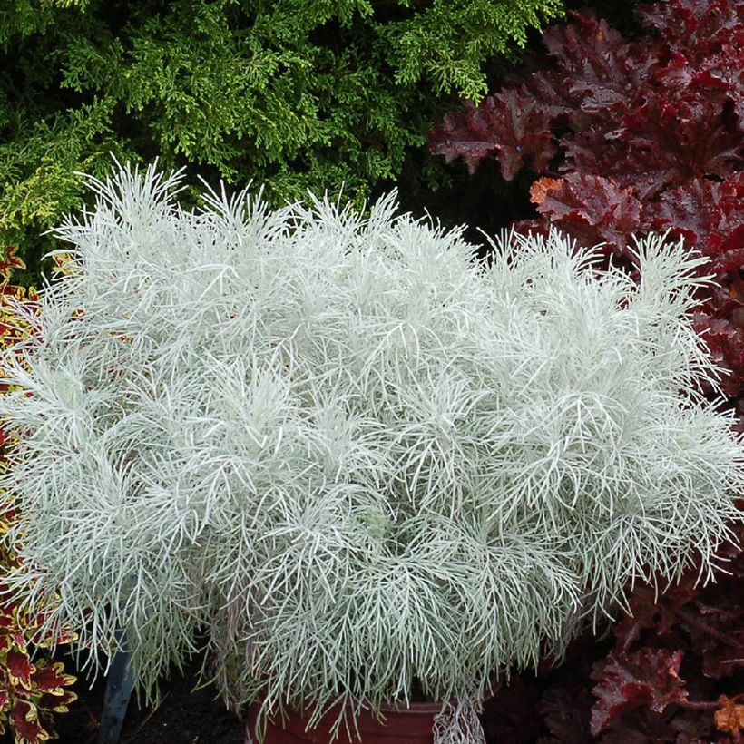 Artemisia Makana Silver (Plant habit)