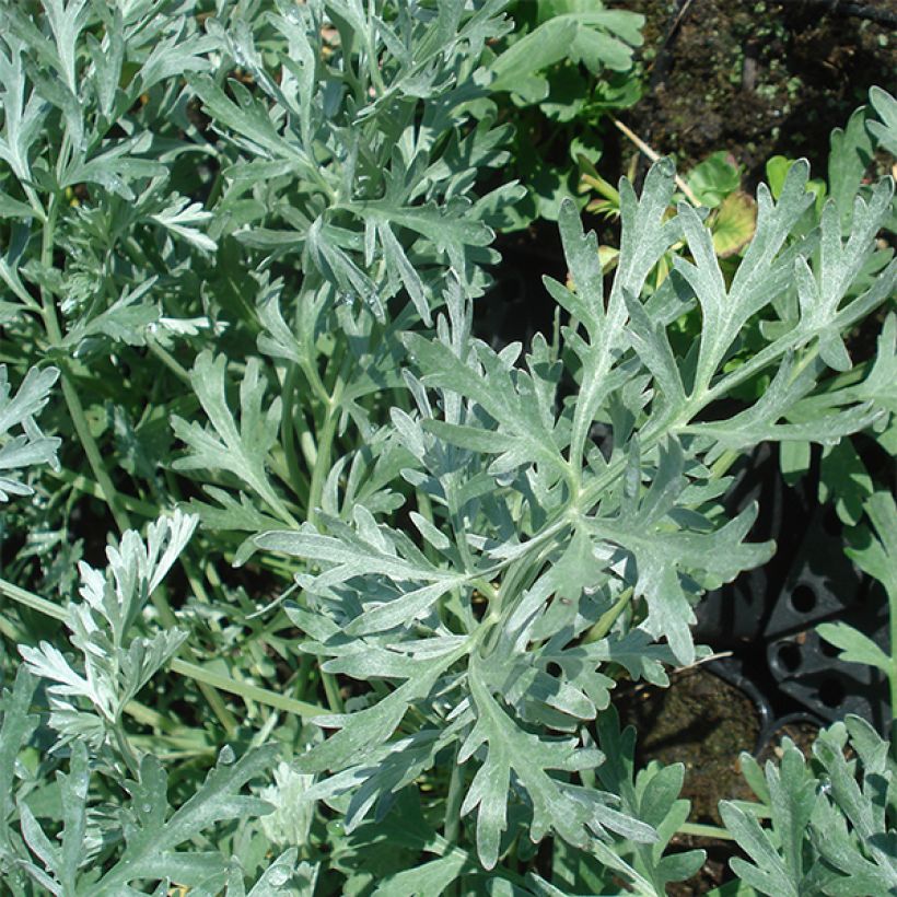 Artemisia absinthium Lambrook Silver (Foliage)