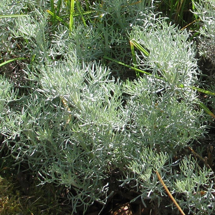 Artemisia alba Canescens (Foliage)