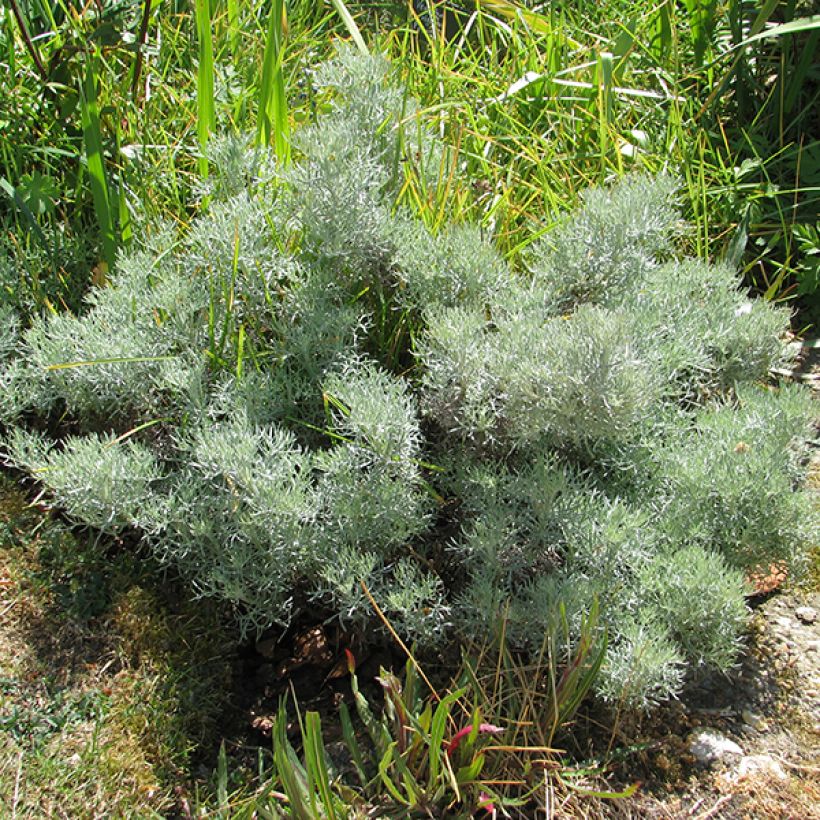 Artemisia alba Canescens (Plant habit)