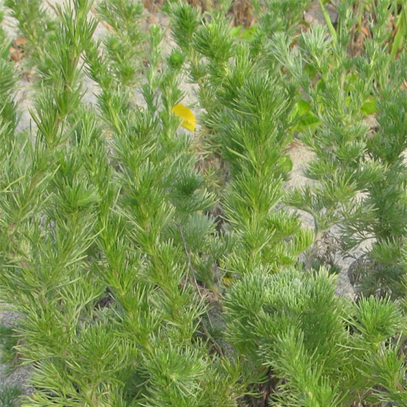 Artemisia capillaris (Foliage)