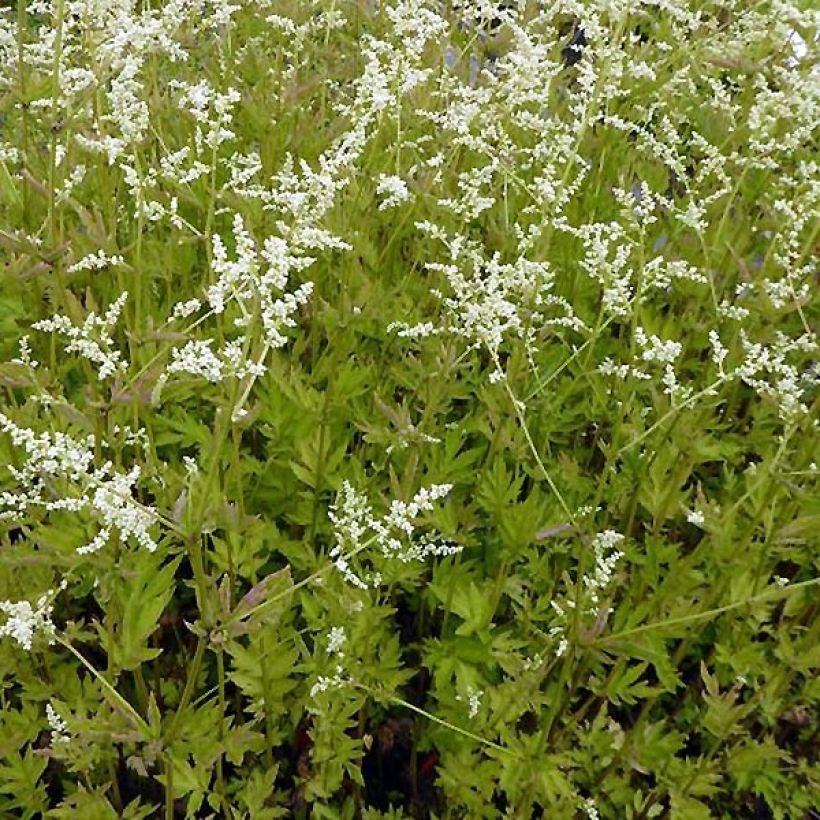 Artemisia lactiflora Jim Russell (Plant habit)