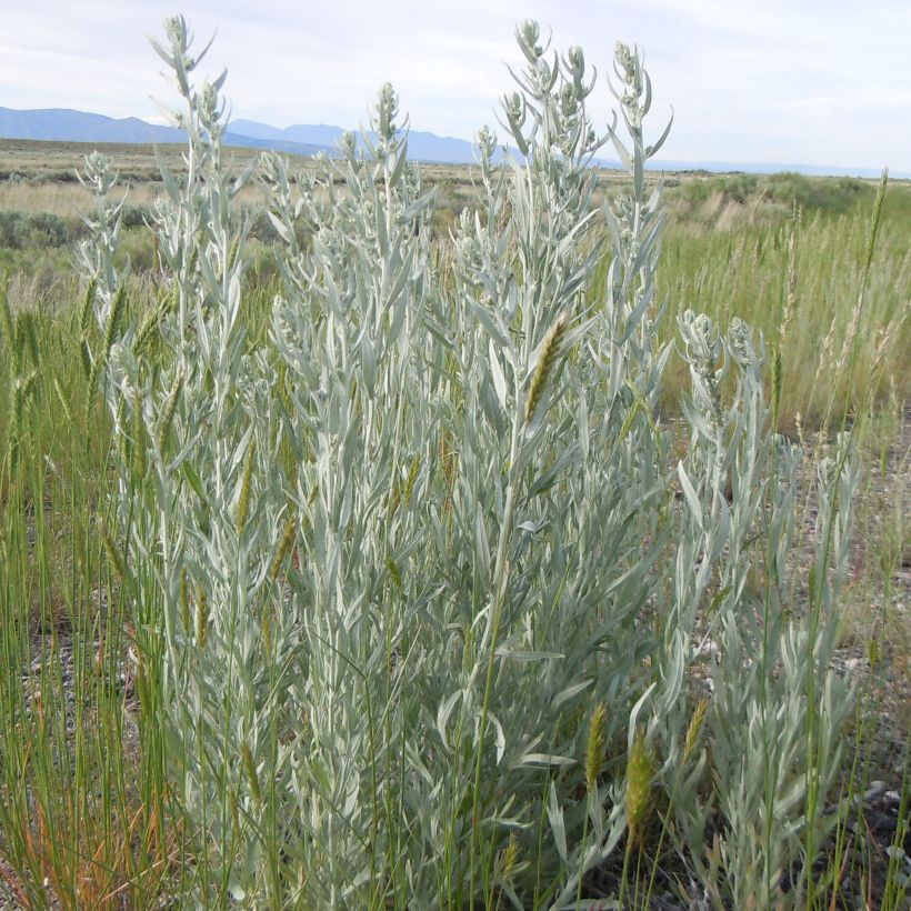Artemisia ludoviciana subsp. ludoviciana var. latiloba (Plant habit)