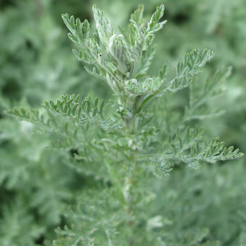 Artemisia pontica (Foliage)