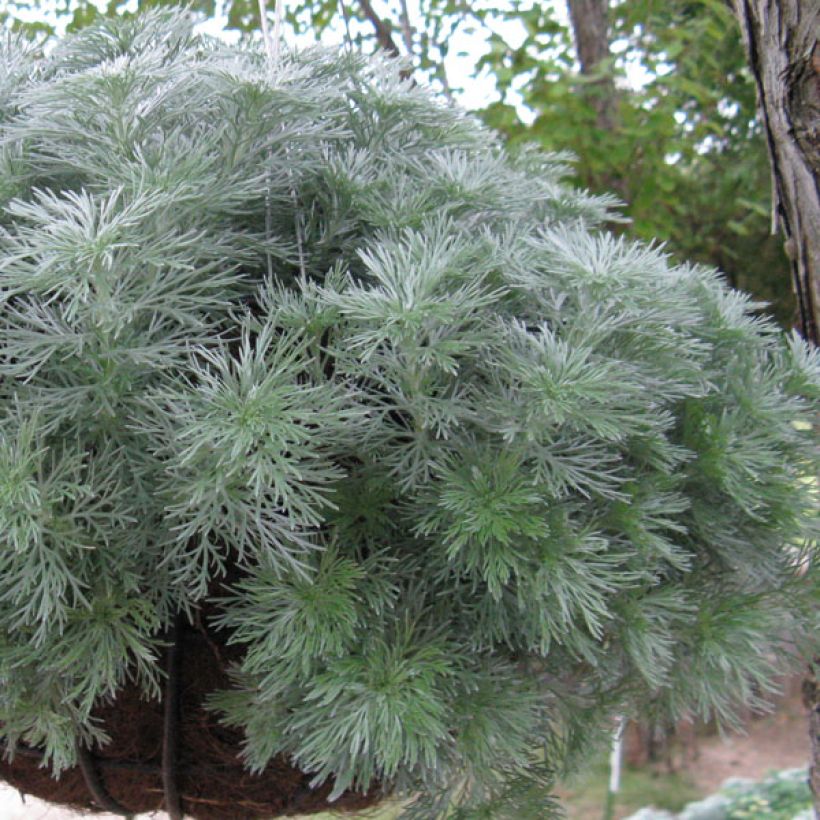 Artemisia schmidtiana Nana (Plant habit)