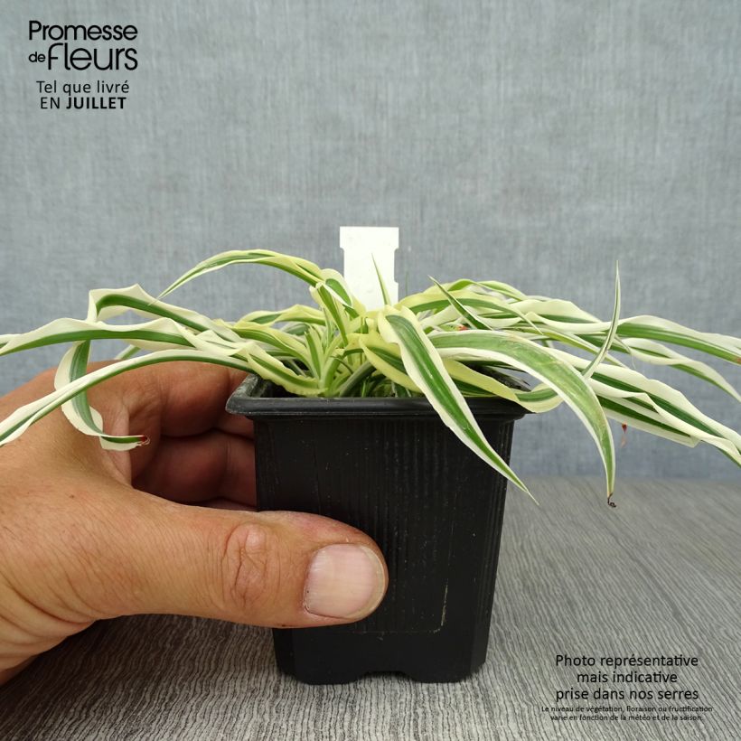 Arthropodium candidum Little Lilia 8/9 cm pot sample as delivered in summer