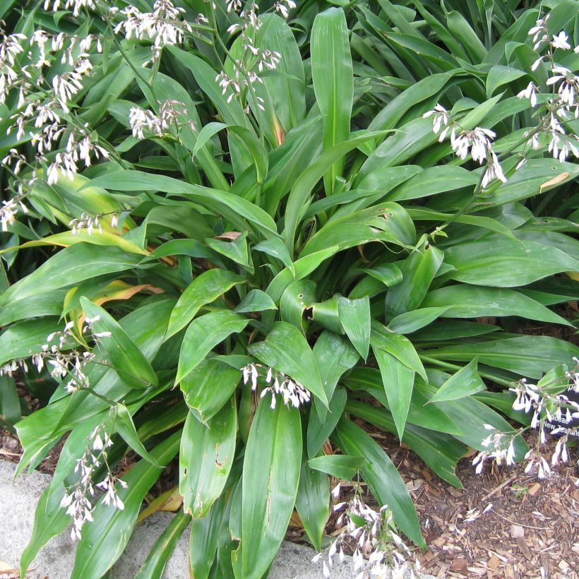 Arthropodium cirratum (Foliage)