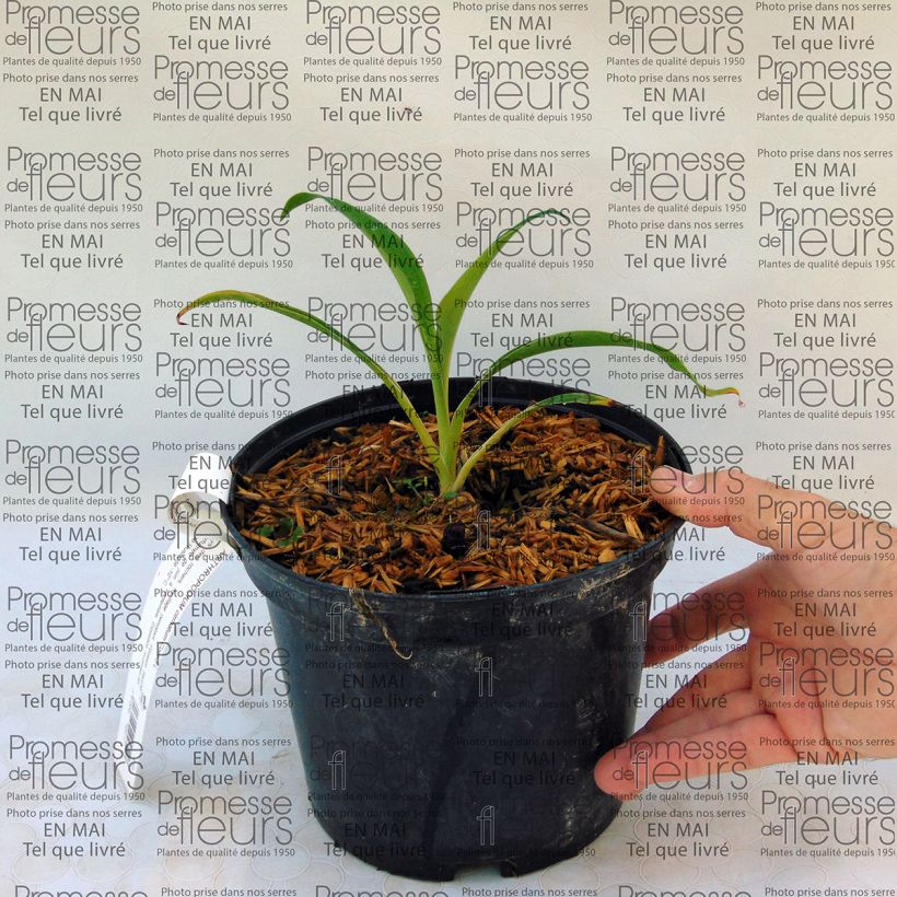 Example of Arthropodium cirratum 2L/3L pot specimen as delivered