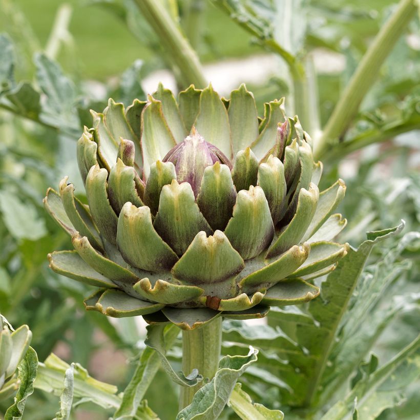 Artichoke Gros vert de Laon - Cynara scolymus (Flowering)