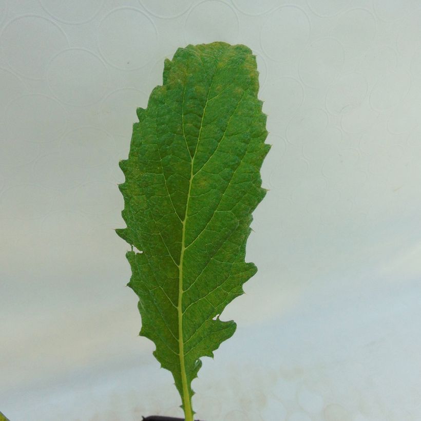 Artichoke Violet de Provence plants - Cynara scolymus (Foliage)