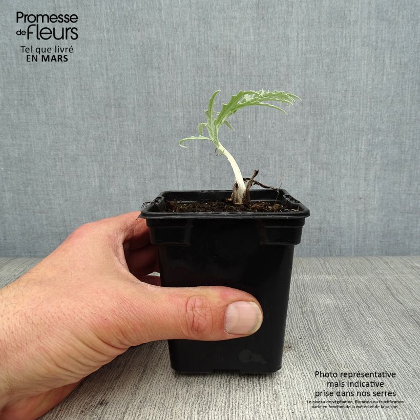 Artichoke Violet de Provence plants - Cynara scolymus sample as delivered in spring