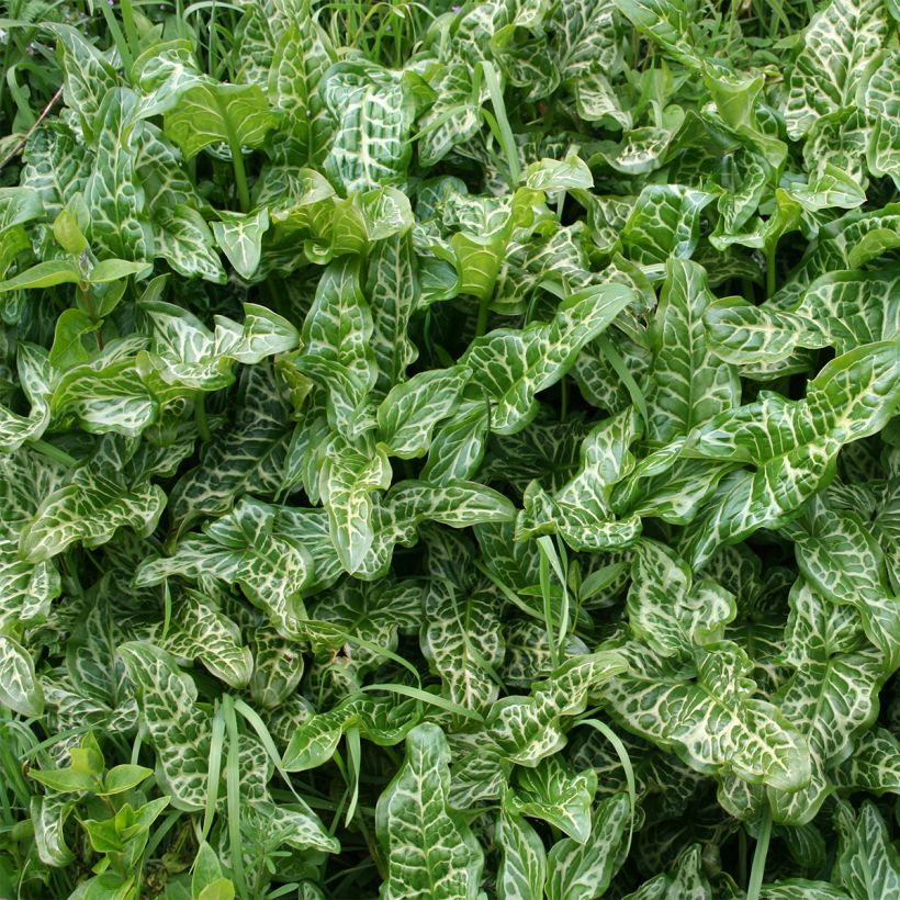 Arum italicum (Foliage)