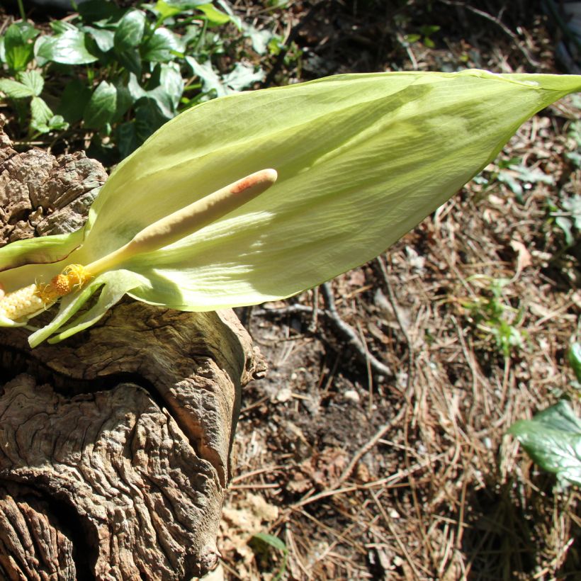 Arum italicum (Flowering)