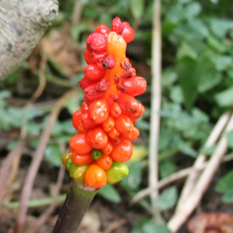 Arum italicum (Harvest)