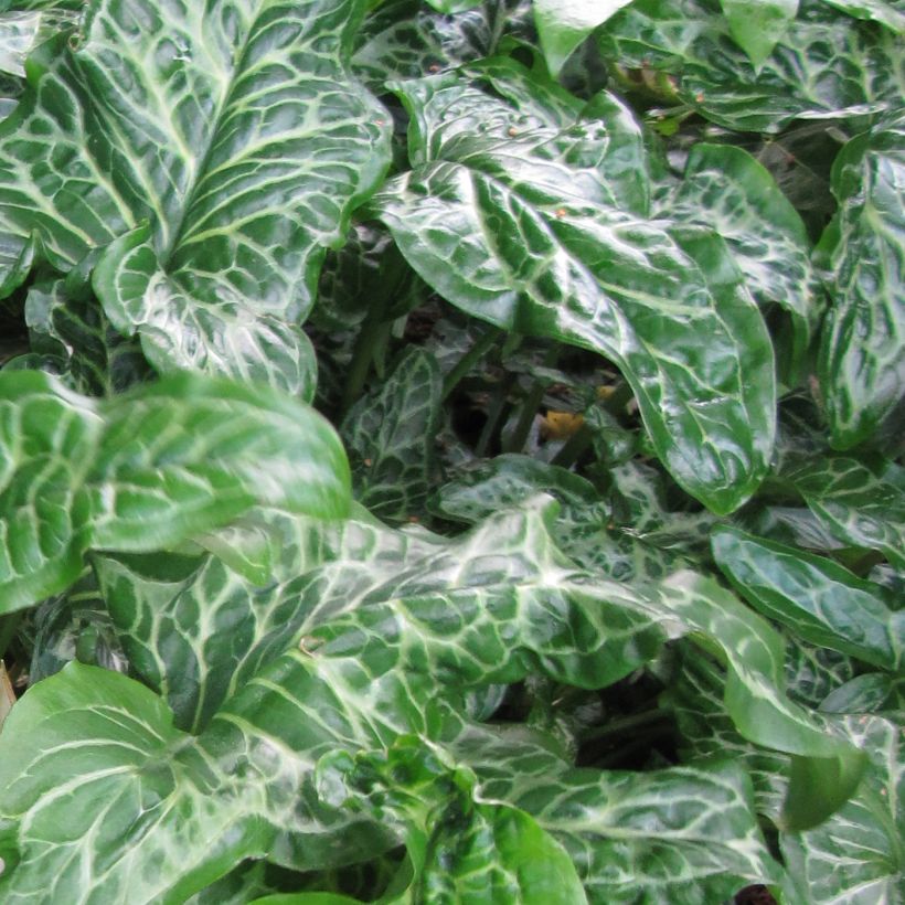 Arum italicum Marmoratum - Italian arum (Foliage)