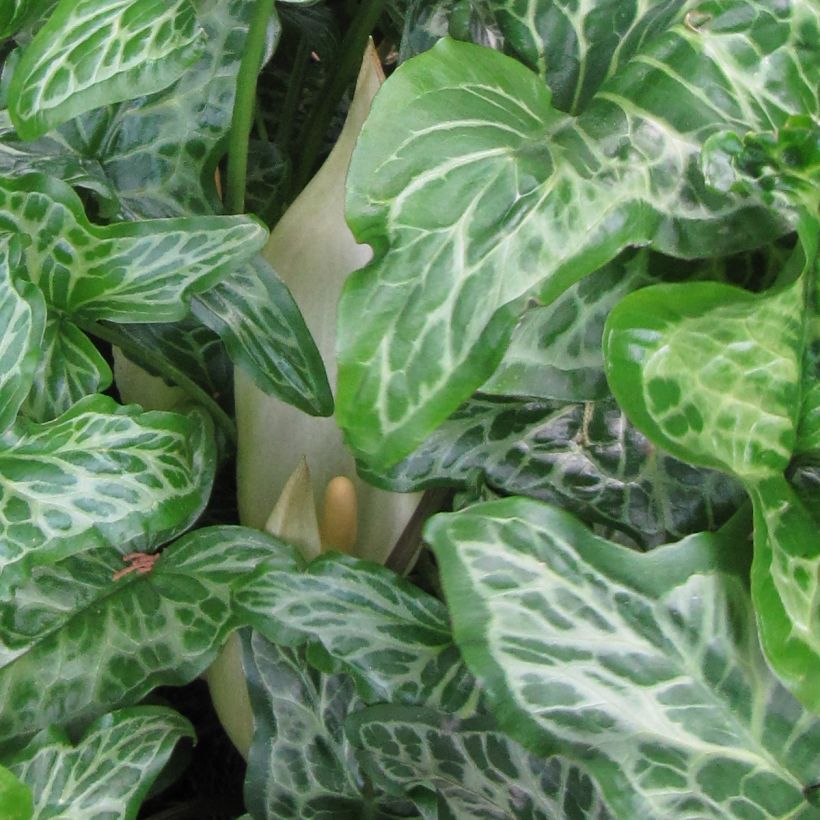 Arum italicum Marmoratum - Italian arum (Flowering)