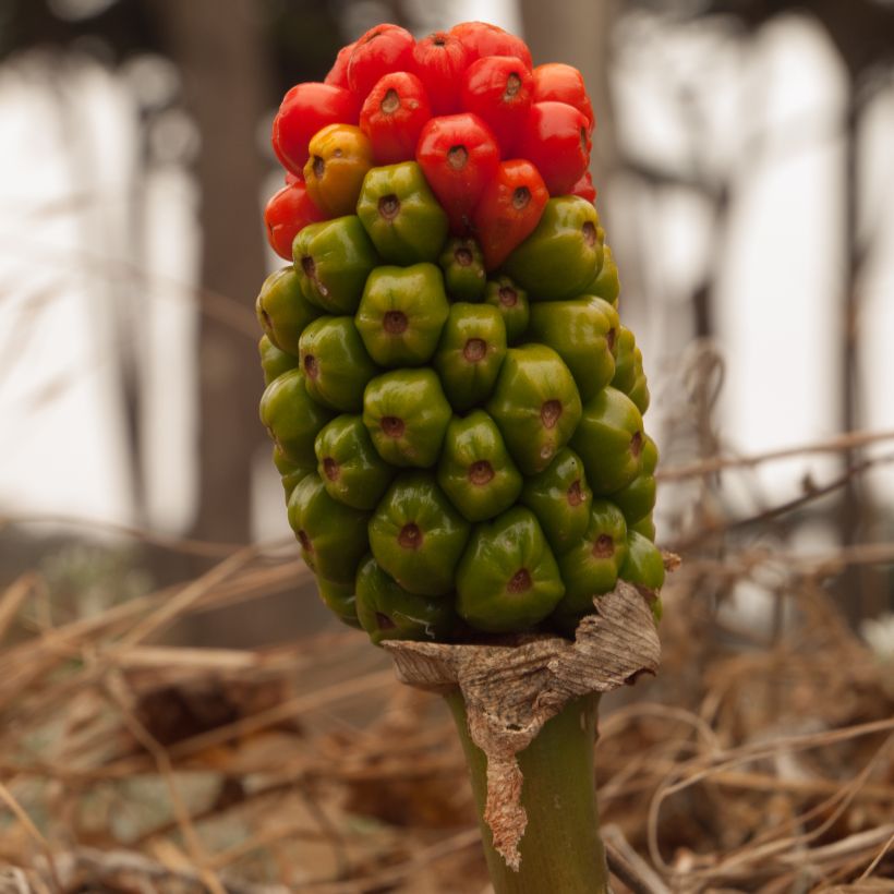 Arum italicum Marmoratum - Italian arum (Harvest)