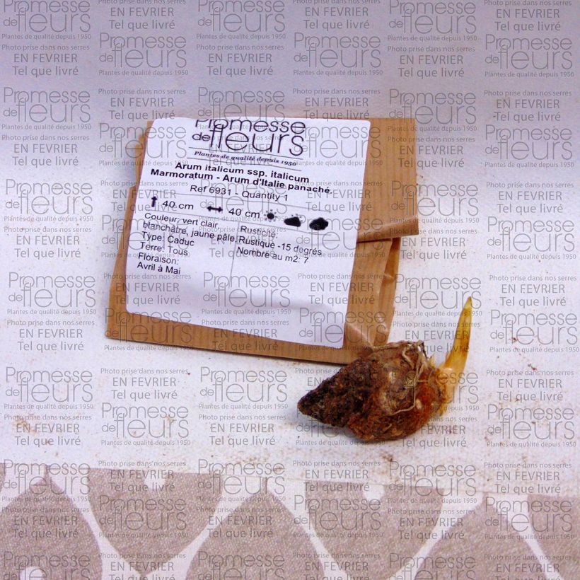 Example of Arum italicum Marmoratum - Italian arum specimen as delivered