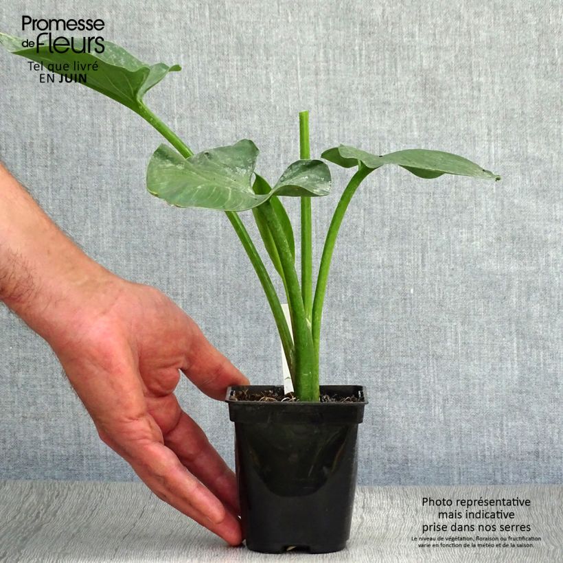 Zantedeschia aethiopica - Calla Lily  8/9 cm pot sample as delivered in summer