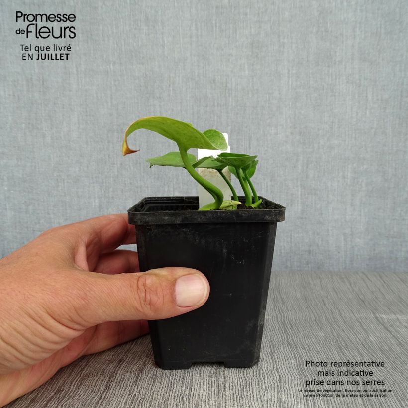 Calla palustris - Water arum 8/9 cm pot sample as delivered in summer