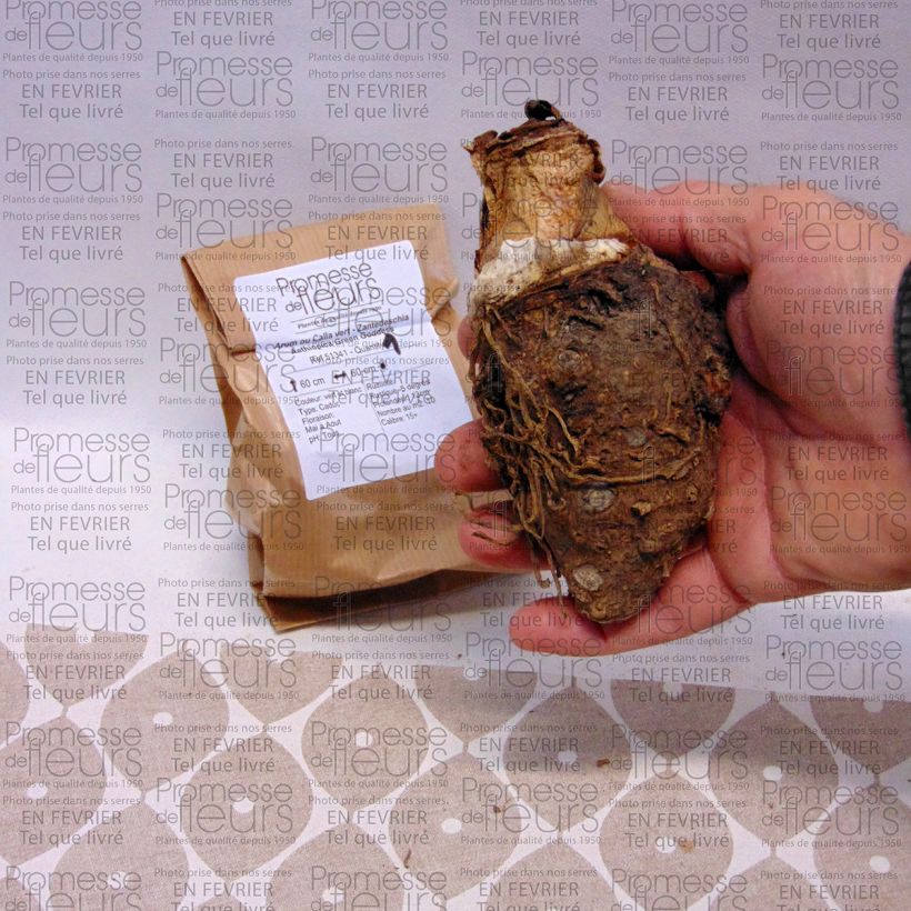 Example of Zantedeschia aethiopica Green Goddess - Arum-lily Bulb size 18/20 specimen as delivered