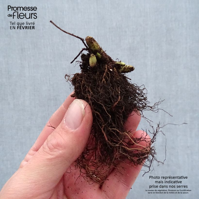 Aruncus Guinea Fowl Bare root sample as delivered in winter