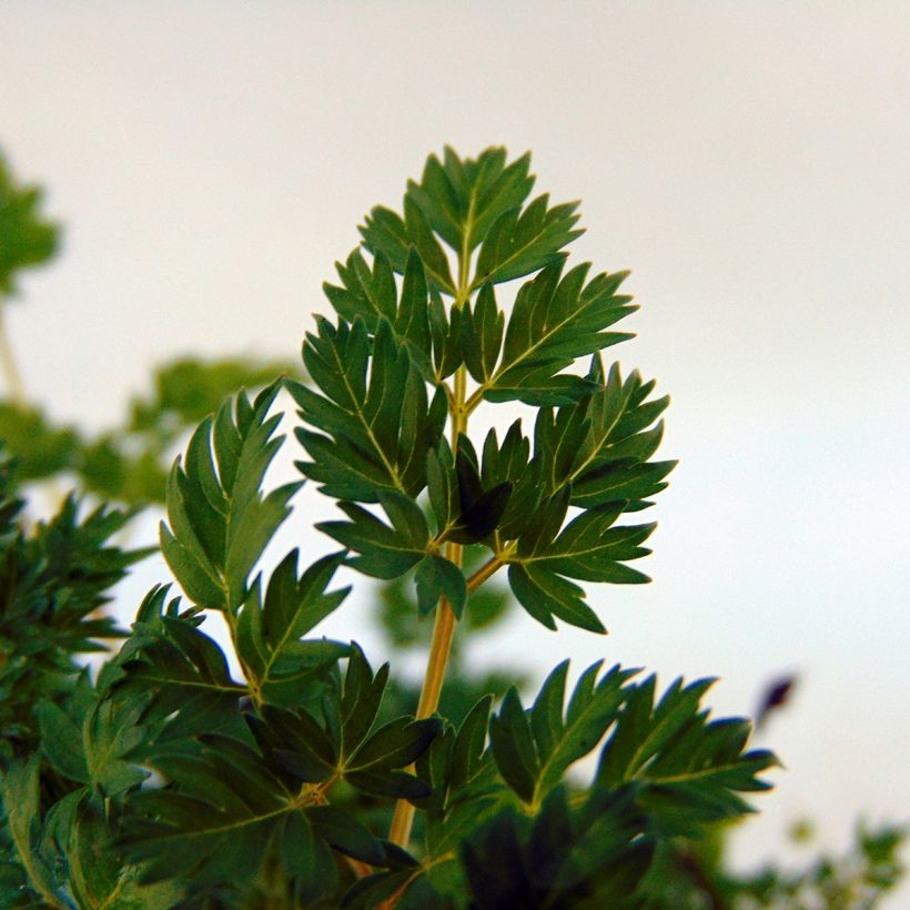 Aruncus aethusifolius - Dwarf Goat's Beard (Foliage)