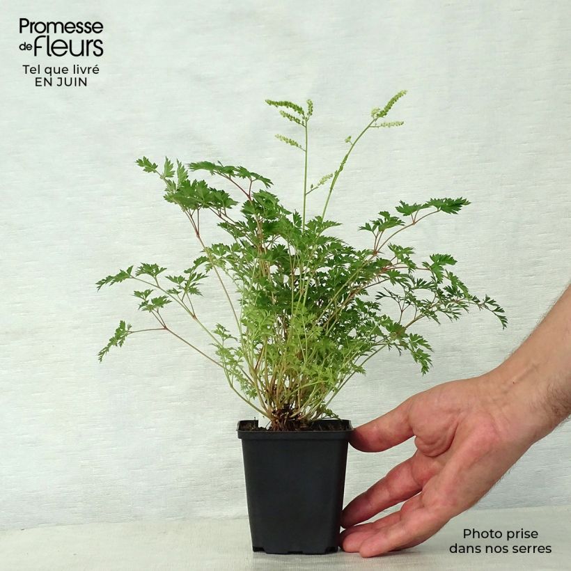 Aruncus aethusifolius - Dwarf Goat's Beard 8/9 cm pot sample as delivered in summer