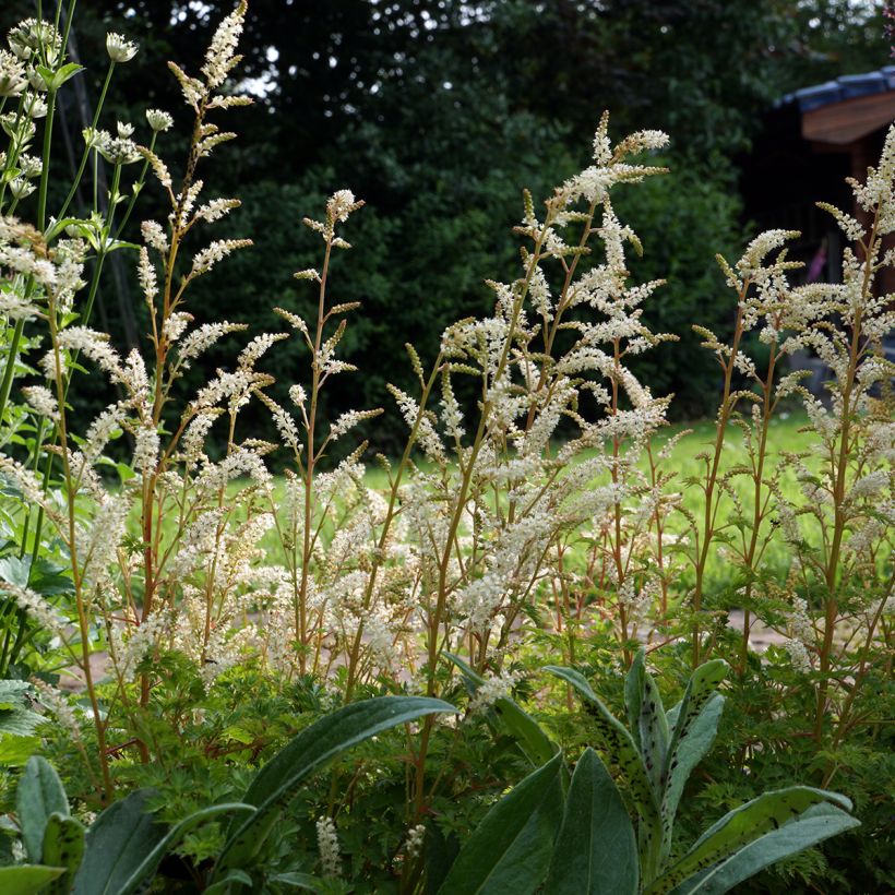 Aruncus aethusifolius - Dwarf Goat's Beard (Plant habit)