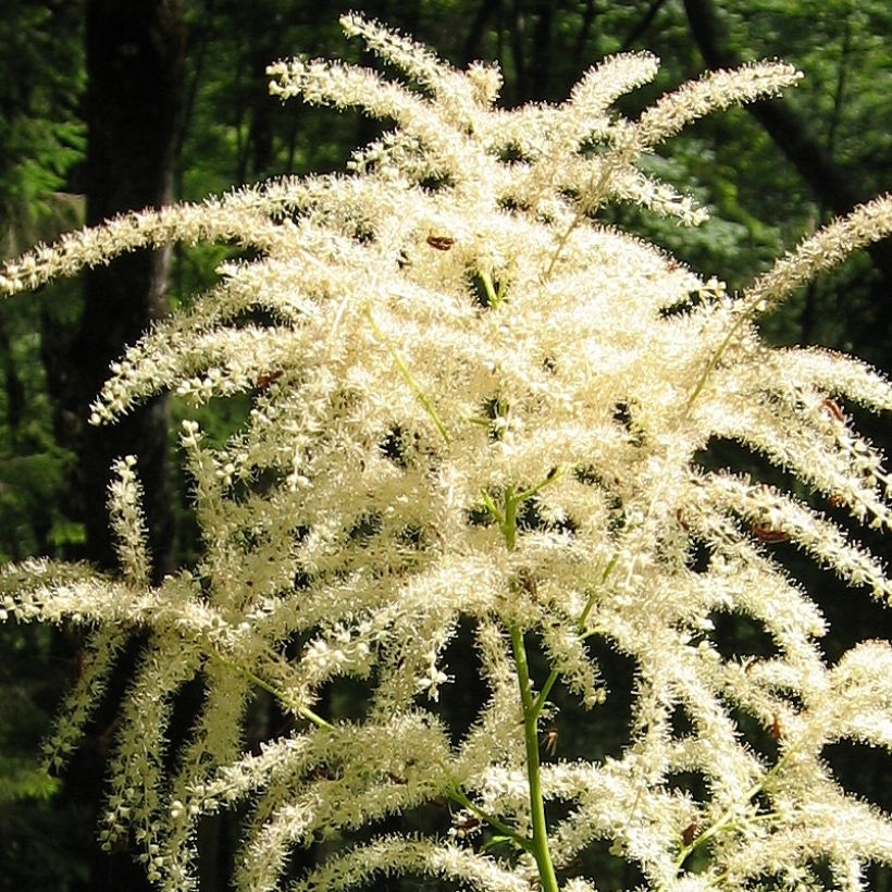 Aruncus dioïcus var. kamtschaticus - Goat's Beard (Flowering)