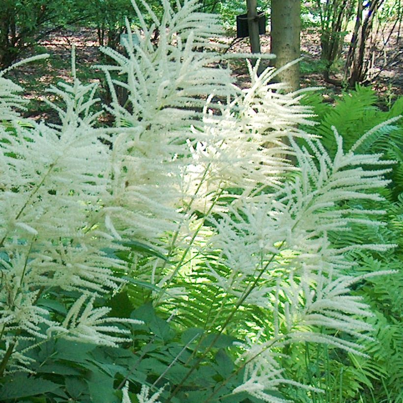 Aruncus dioicus - Goat's Beard (Flowering)