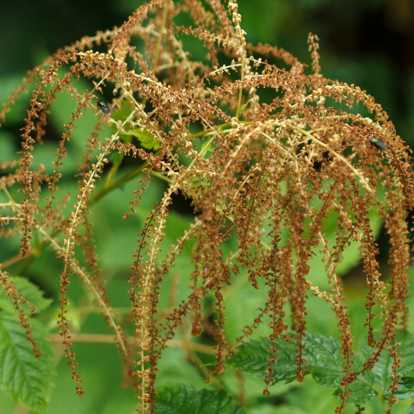 Aruncus dioicus - Goat's Beard (Harvest)