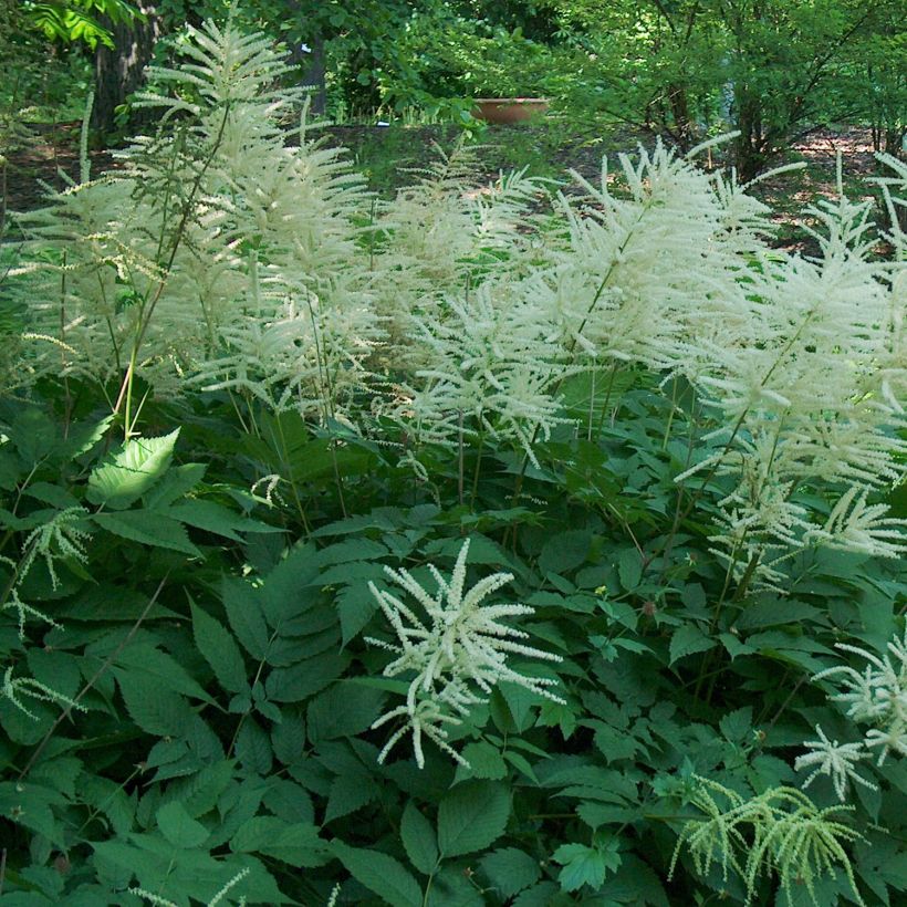 Aruncus dioicus - Goat's Beard (Plant habit)