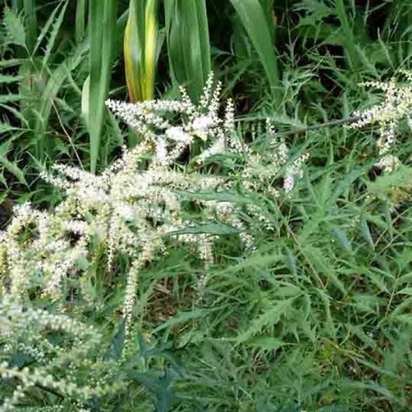 Aruncus dioïcus Kneiffii - Goat's Beard (Plant habit)